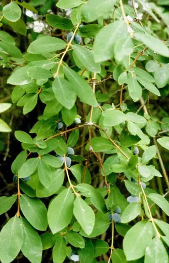 Lonicera caerulea ssp. caerulea