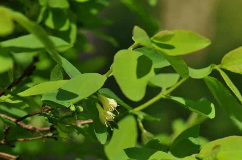 Lonicera caerulea ssp. caerulea