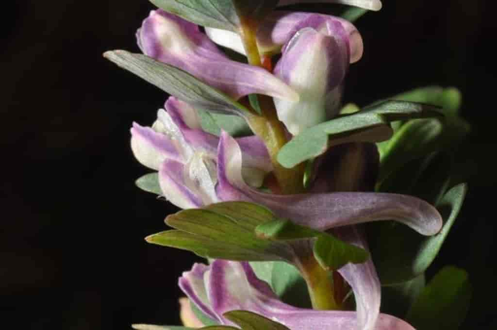 Corydalis pumila