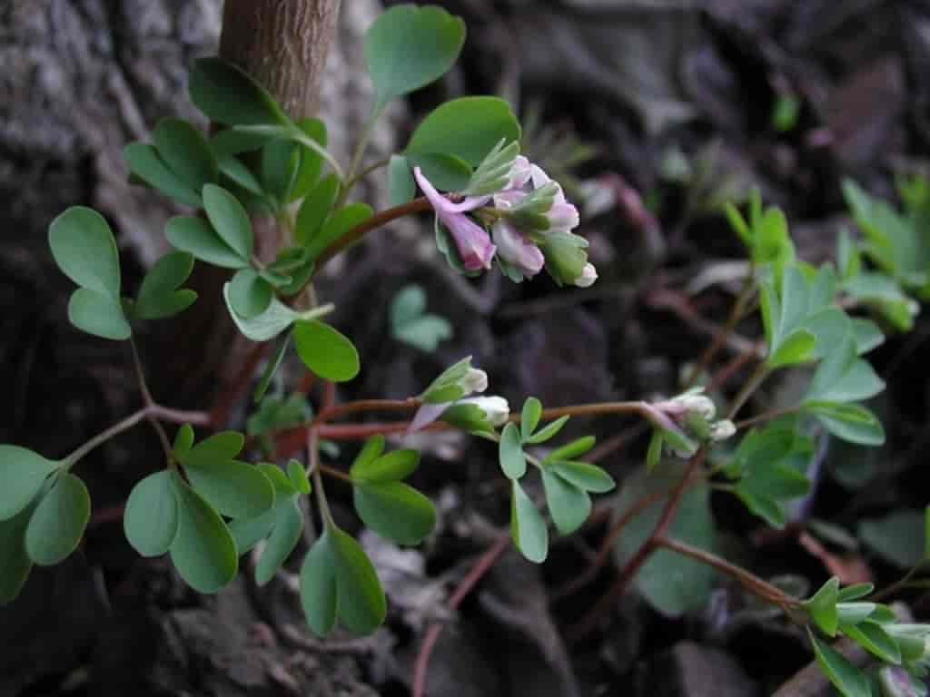 Corydalis pumila