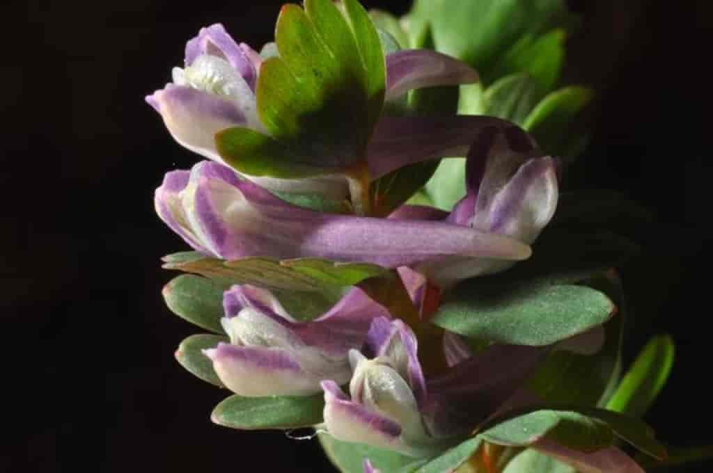 Corydalis pumila