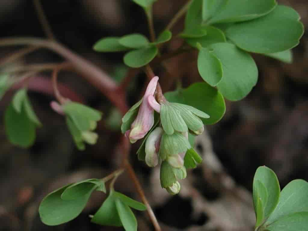 Corydalis pumila