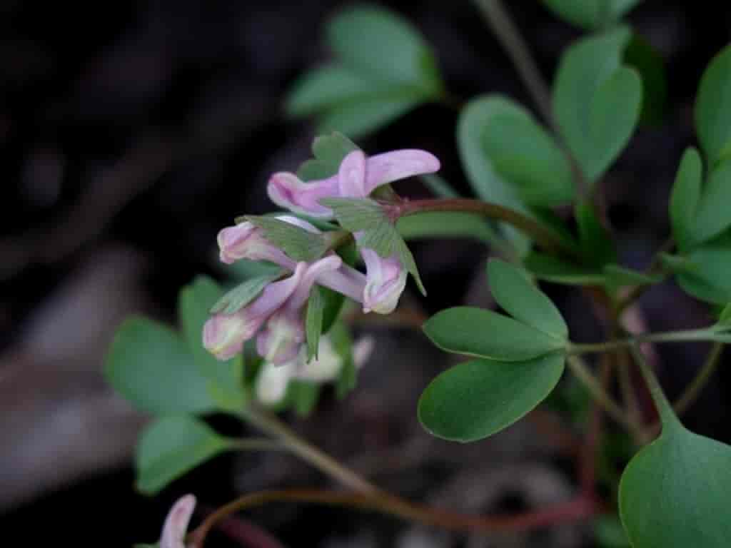 Corydalis pumila