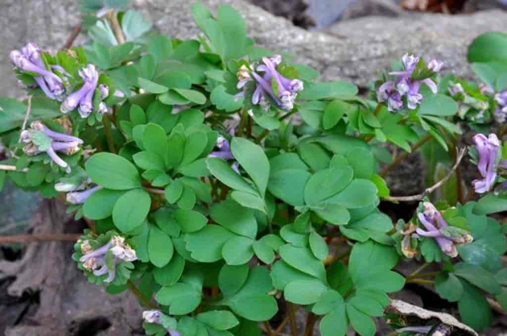 Corydalis pumila