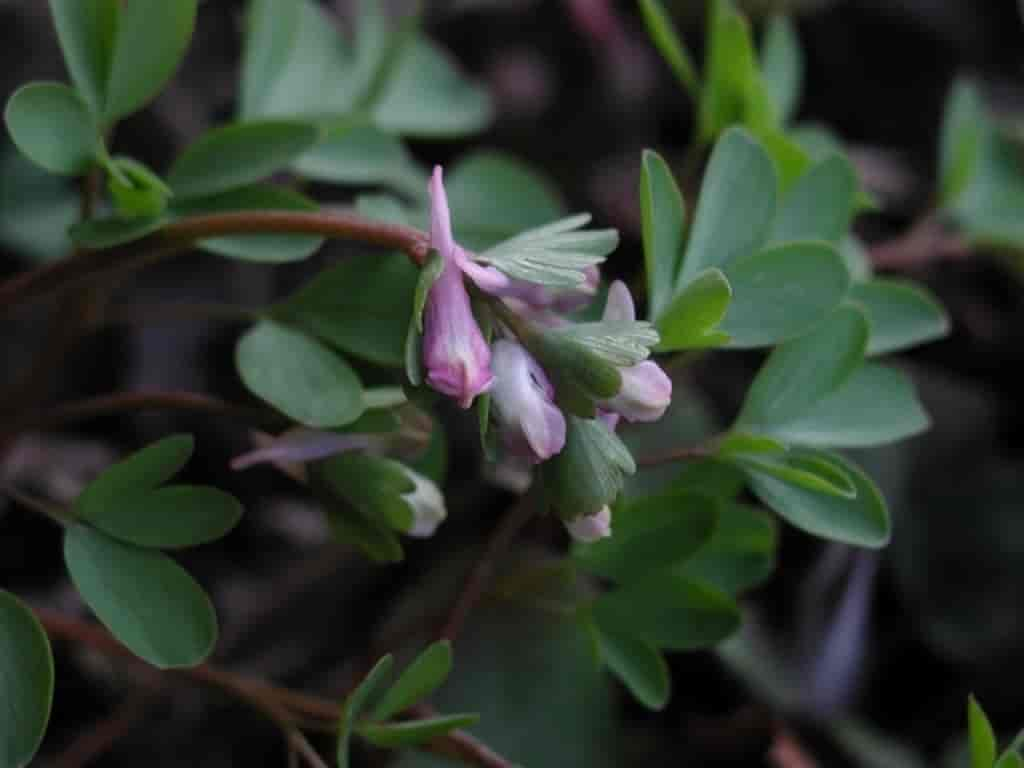 Corydalis pumila