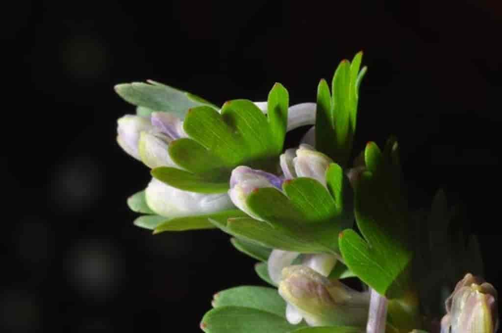 Corydalis pumila