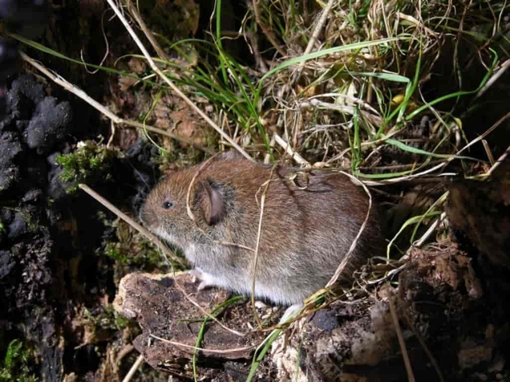 Clethrionomys glareolus