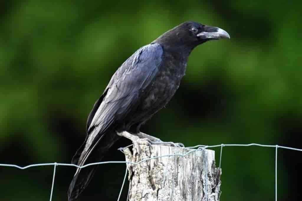 Corvus corax