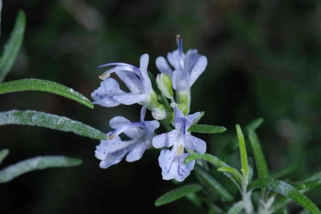 Rosmarinus officinalis