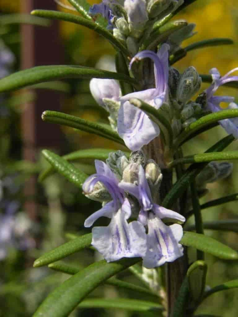 Rosmarinus officinalis