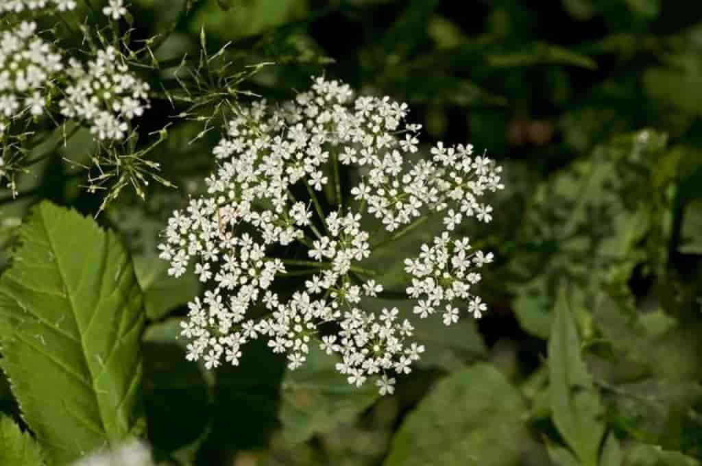 Aegopodium podagraria