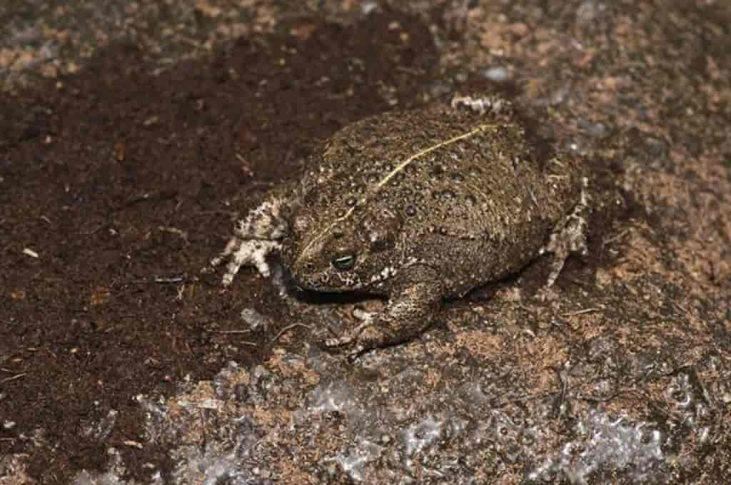 Bufo calamita