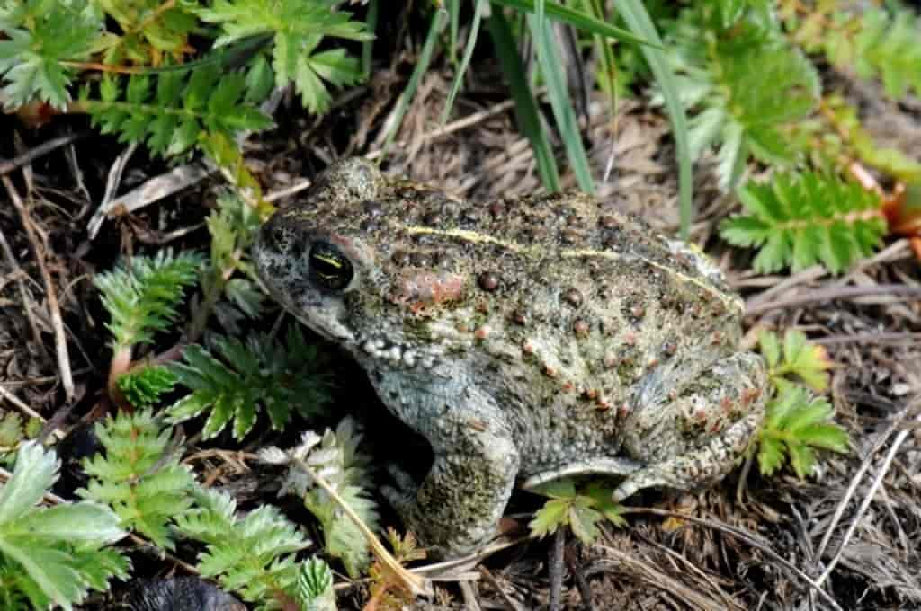 Bufo calamita