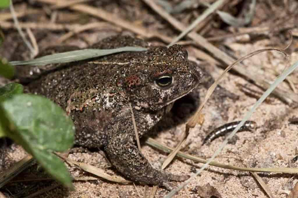 Bufo calamita