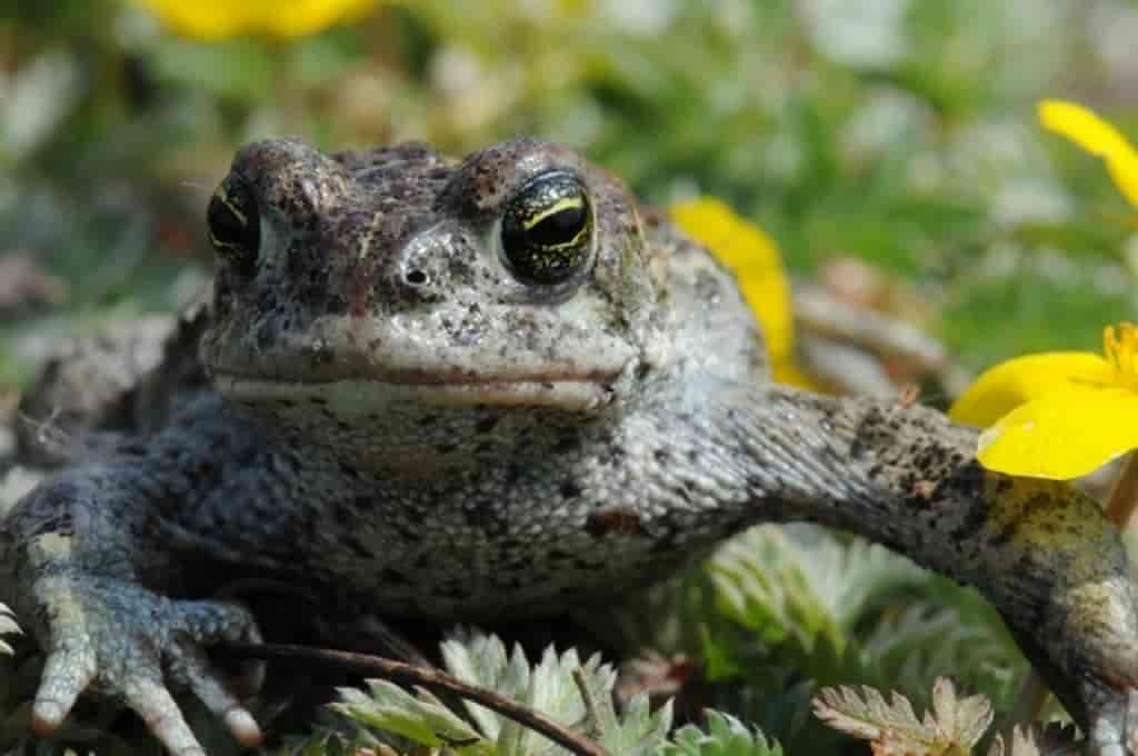 Bufo calamita