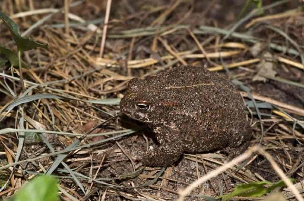 Bufo calamita