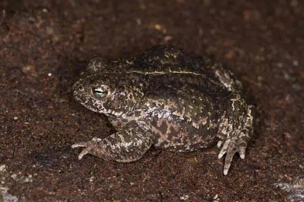 Bufo calamita