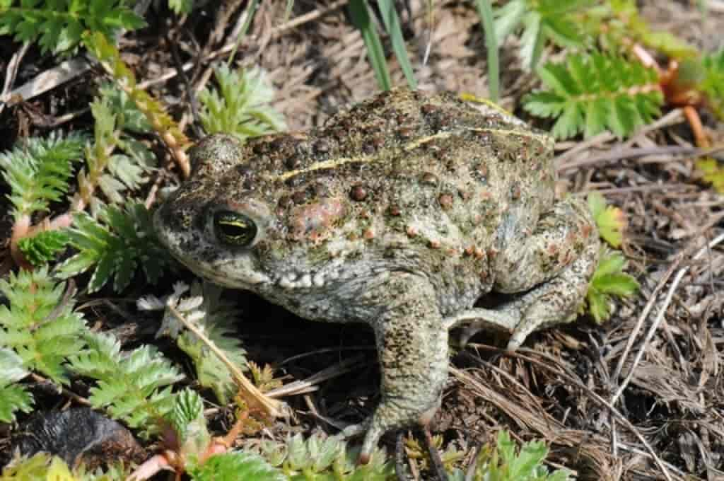 Bufo calamita