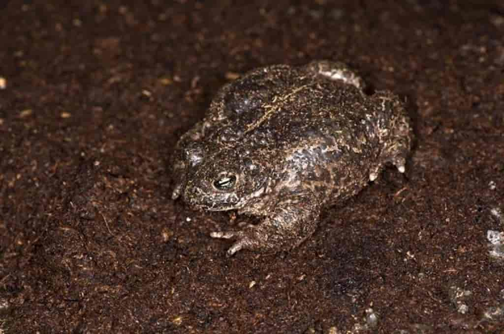 Bufo calamita