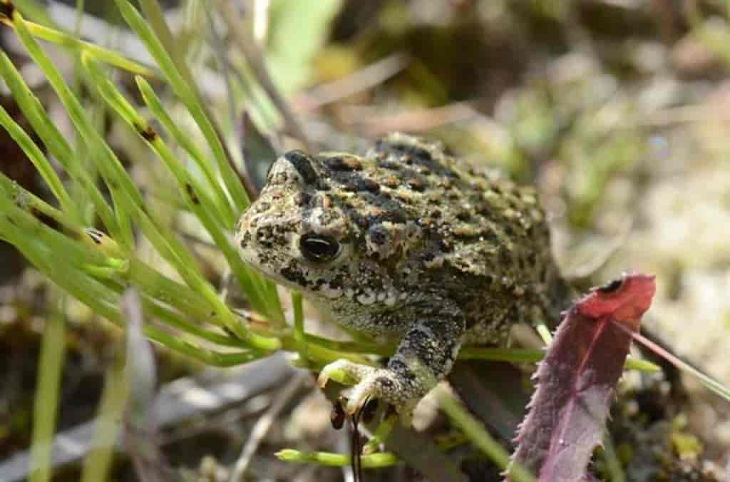 Bufo calamita