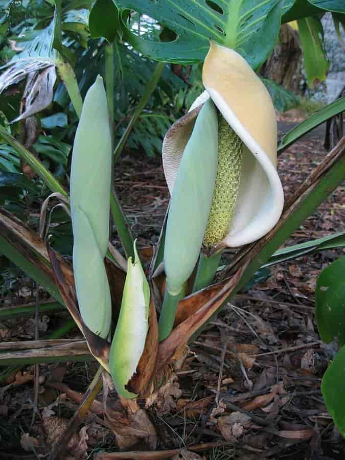 Vindublad, Monstera deliciosa