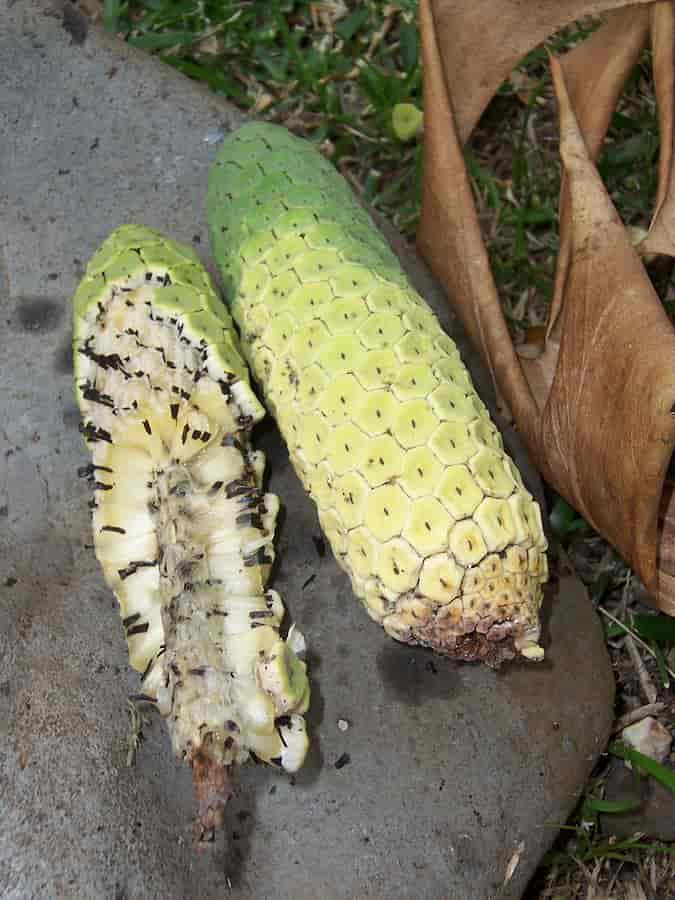 Monstera deliciosa frukt