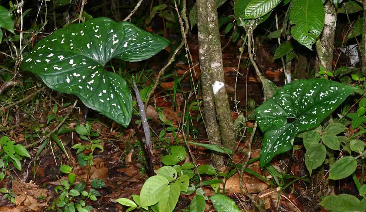 Caladium bicolor