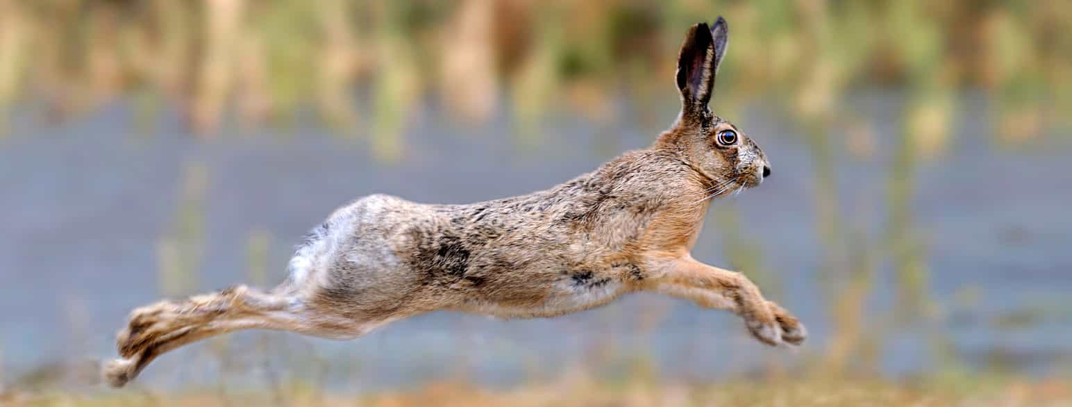 Hare