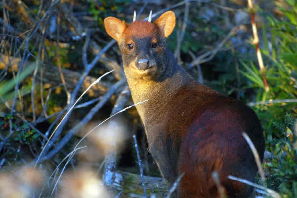 Pudu