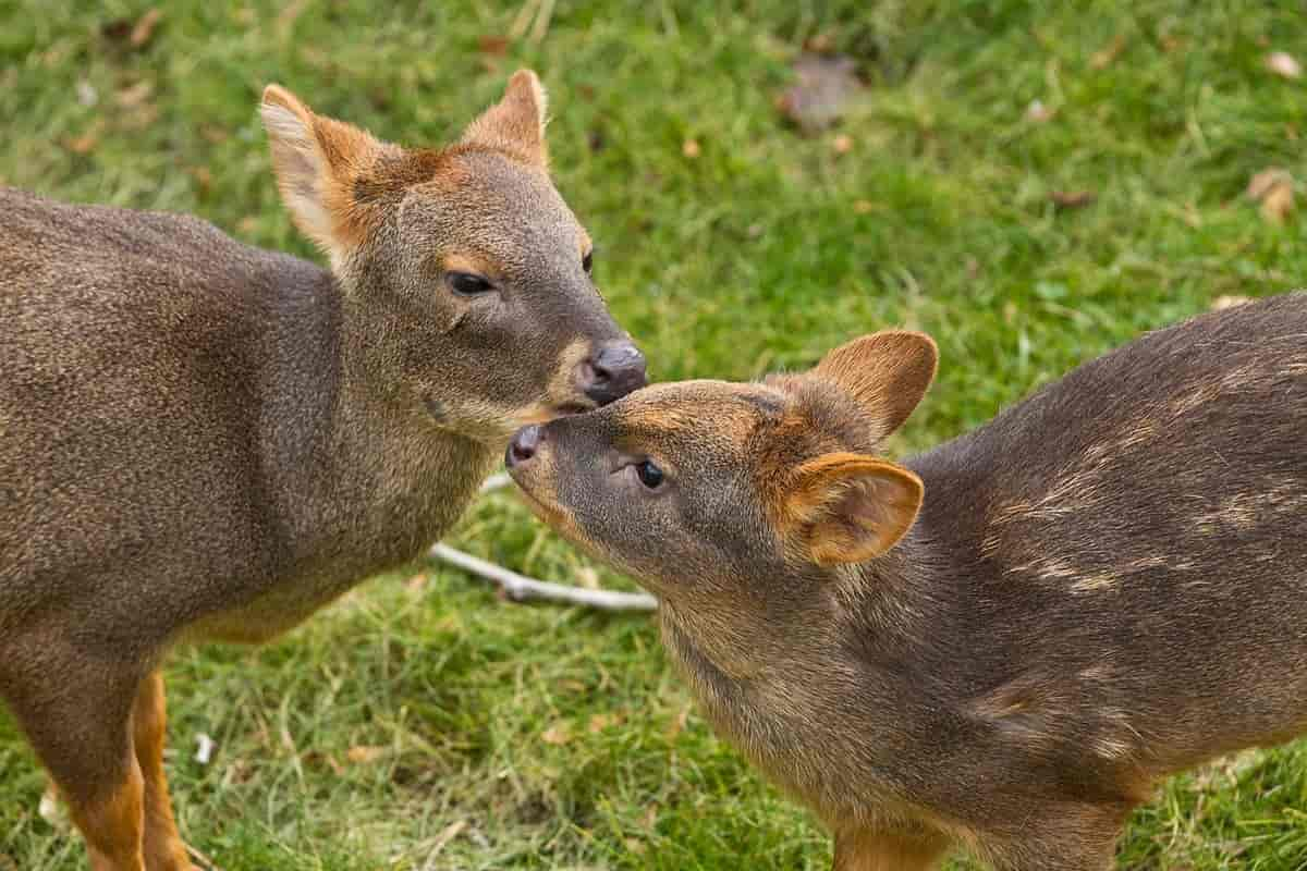 Pudu puda