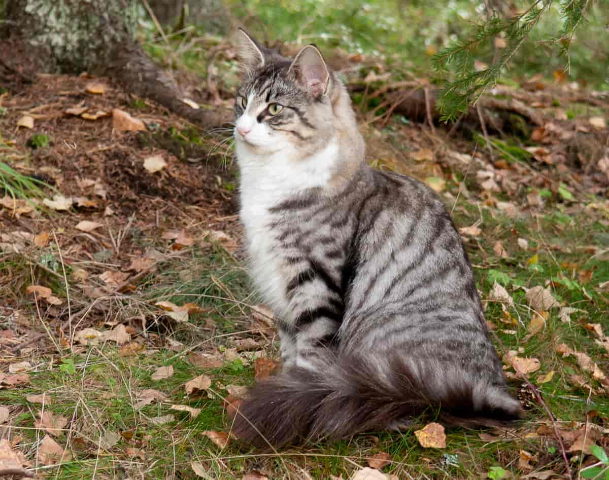 Makrelltabby og hvit, norsk skogkatt