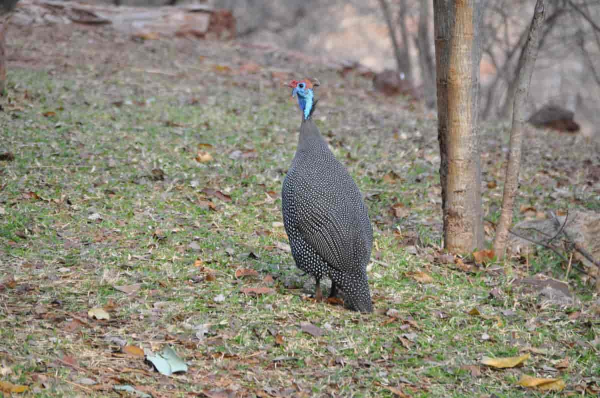 Perlehøne i Zambia