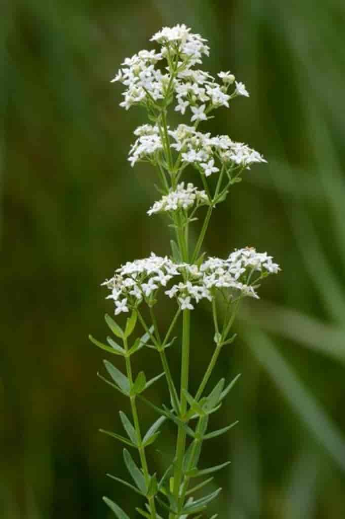 Galium boreale