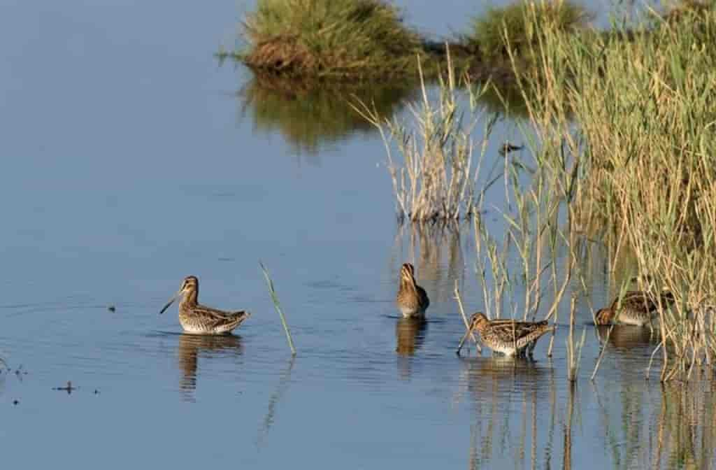 Gallinago gallinago