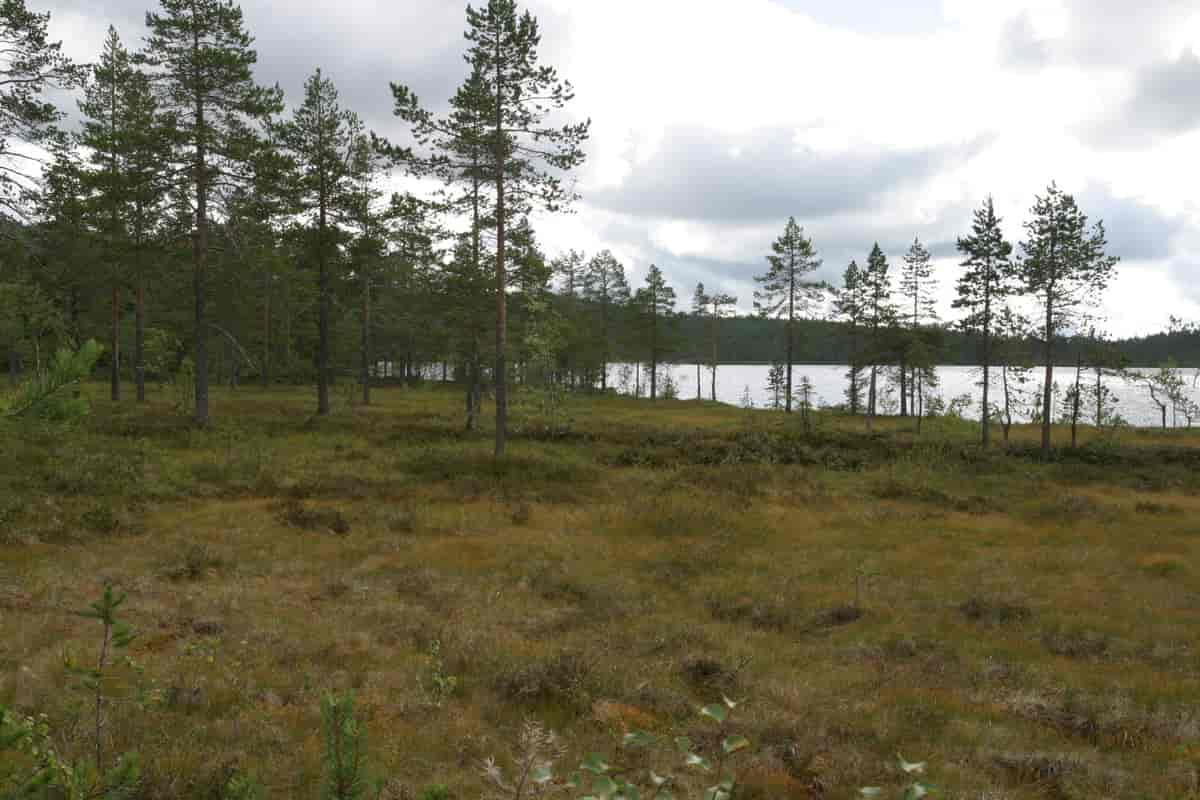 Furumyrskog