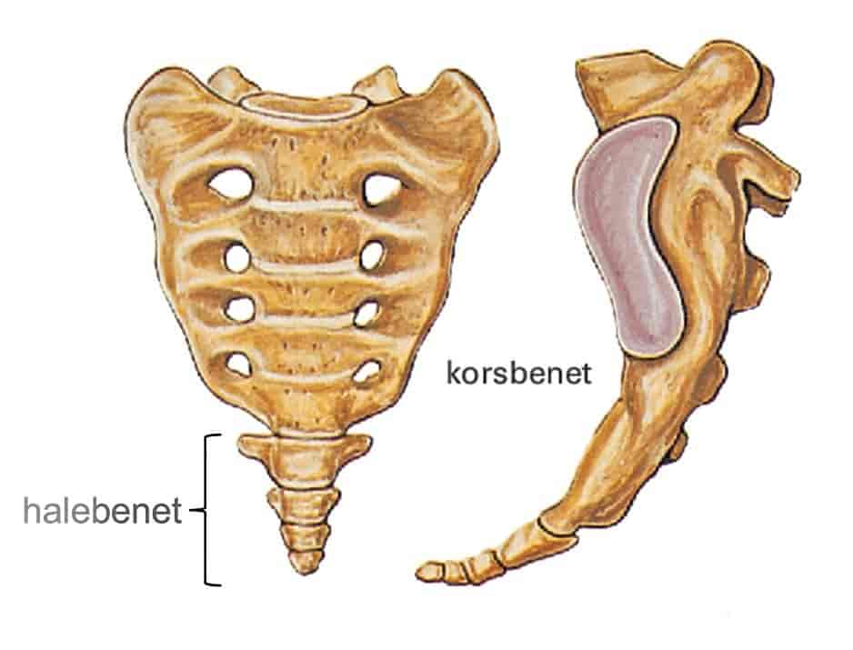 Korsbeinet