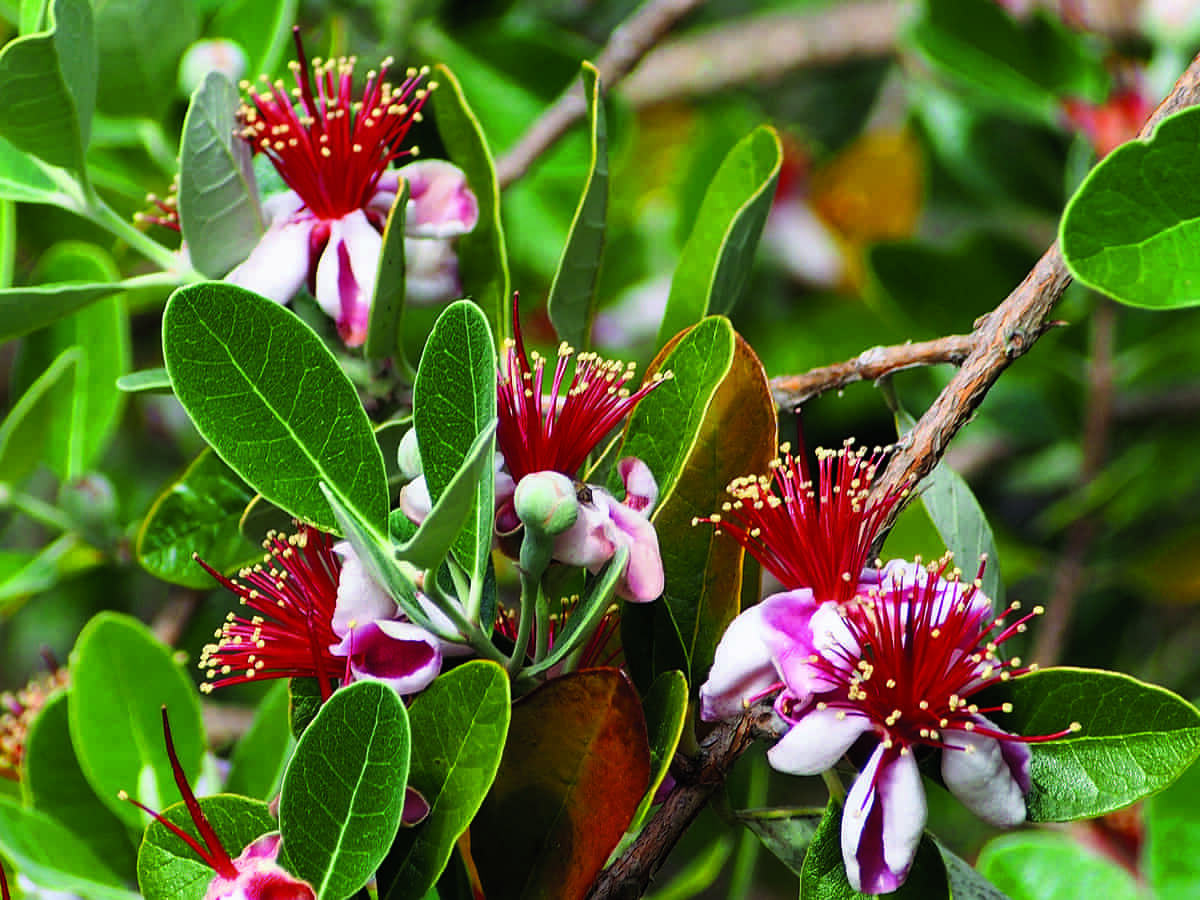 Feijoa