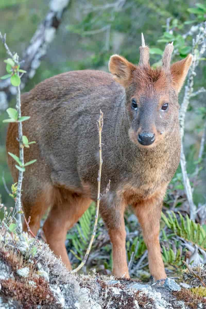 Sørlig pudu (pudu puda) 