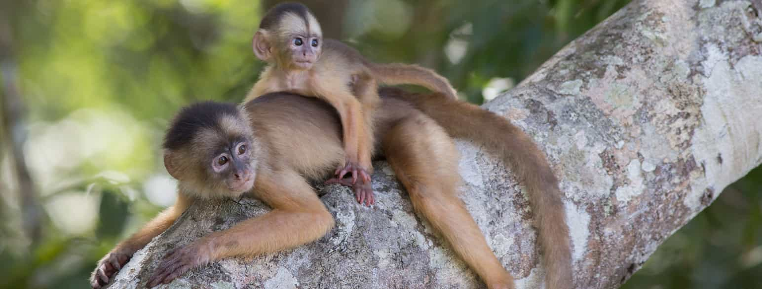 foto av en voksen ape med en unge på ryggen