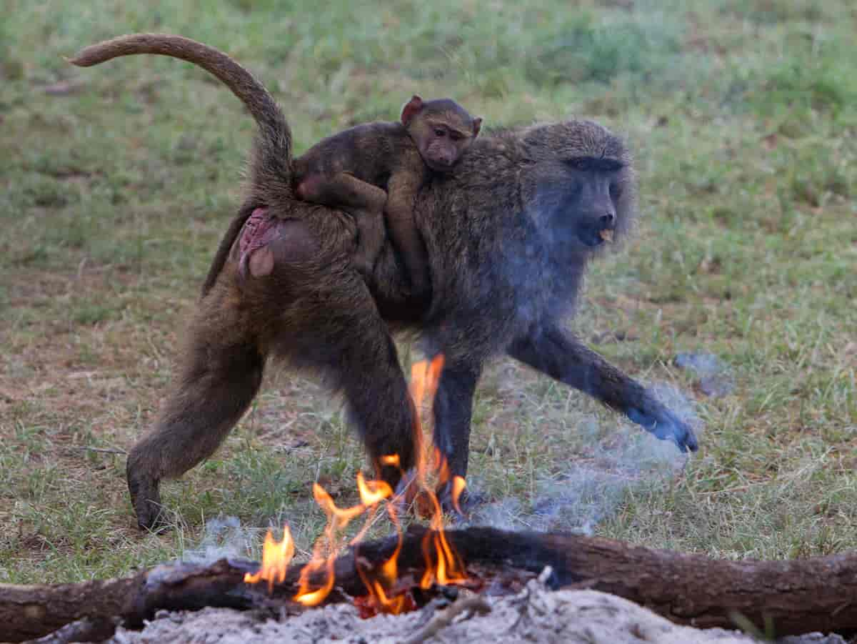 ape med unge på ryggen går forbi et brennende bål