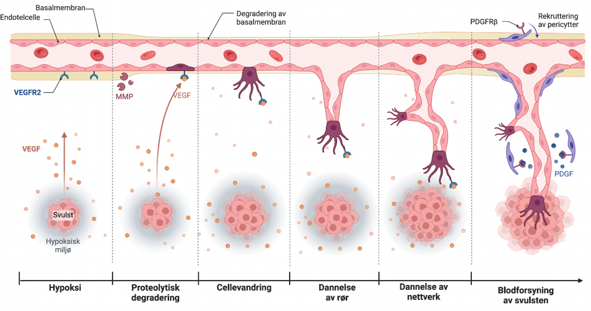 Angiogenese