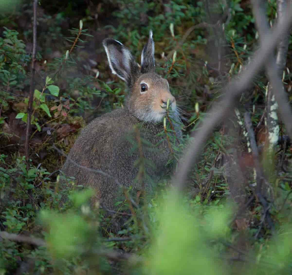 Lepus timidus