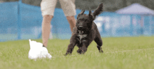 a small black dog running in the grass with a person behind it