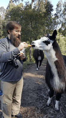 a man feeding a llama a carrot with a canon camera strap