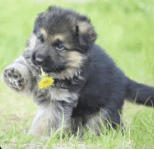 a german shepherd puppy is holding a flower in its mouth