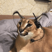 a close up of a cat wearing headphones