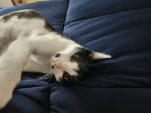 a black and white cat laying on a blue couch