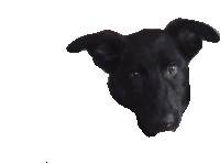 a close up of a black dog 's face with a white background