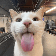 a close up of a white cat sticking its tongue out