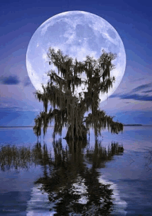 a full moon rises over a tree in the middle of a lake